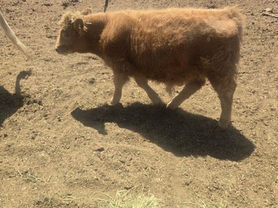 Scottish highland bull calf 5 months old