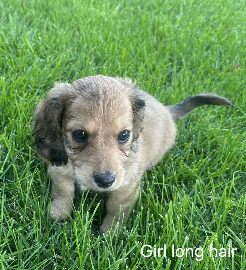 Adorable Long-Haired Girl Puppies - Merle & Red Coats, Hypoallergenic