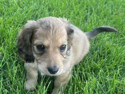 Adorable Long-Haired Girl Puppies - Merle & Red Coats, Hypoallergenic