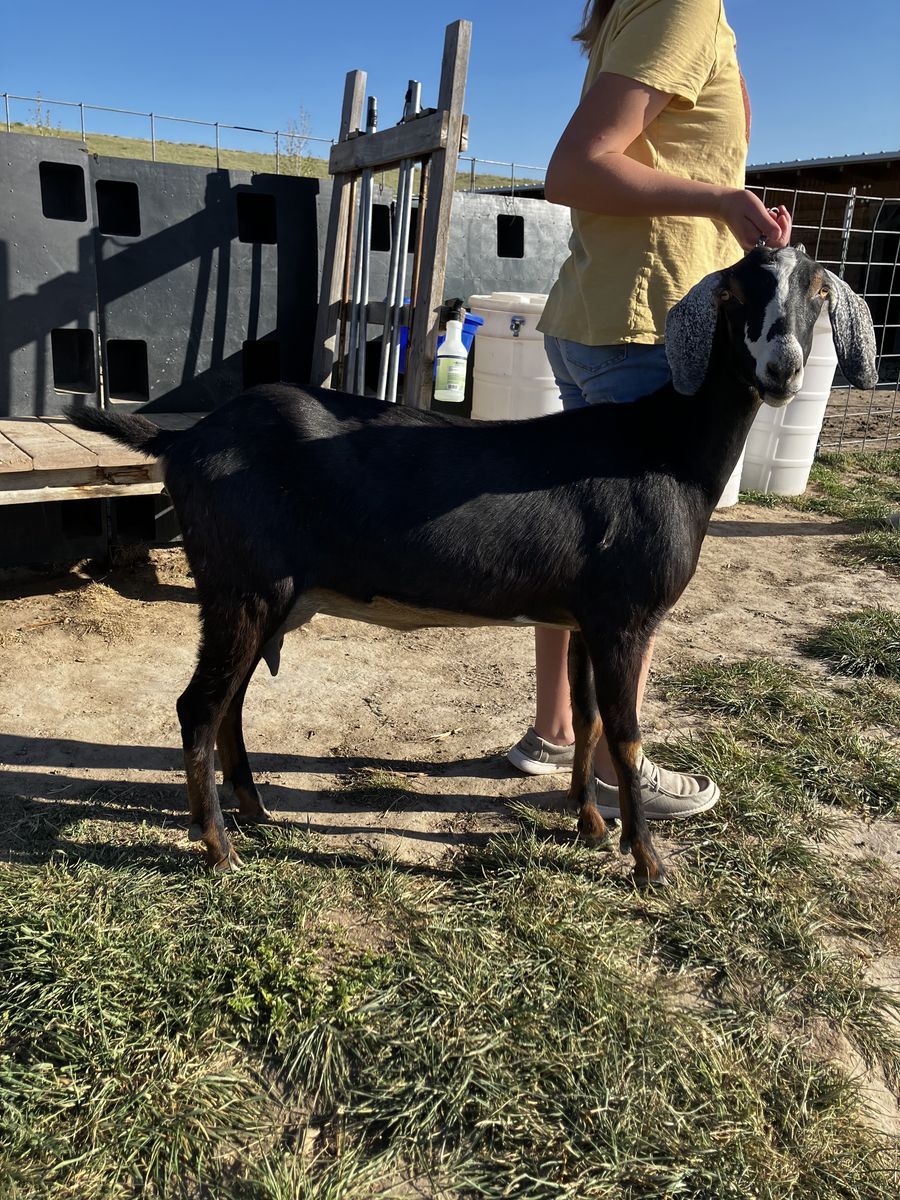 Nubian Milk Goat