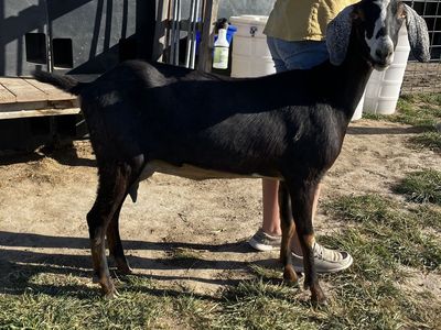 Nubian Milk Goat
