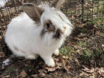 Cute male lionhead mix bunny