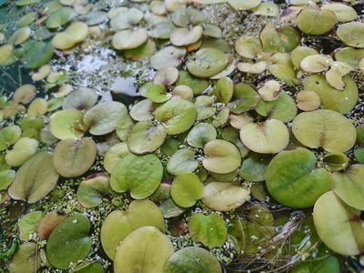 Amazon frogbit + mix duckweed/frogbit