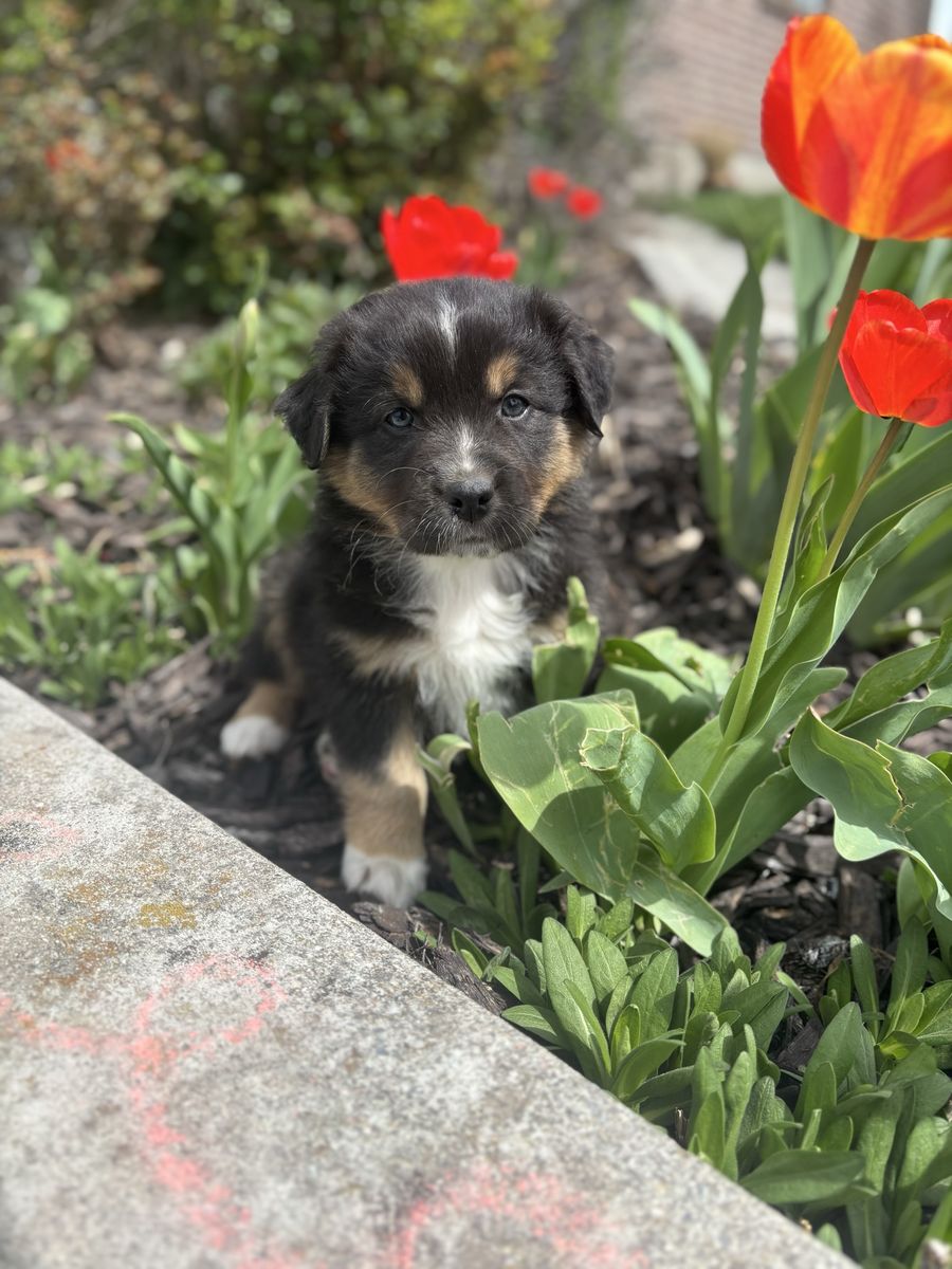 ASDR Australian Shepherd Puppies - Standard Sized