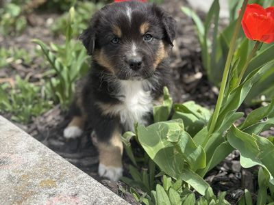 ASDR Australian Shepherd Puppies - Standard Sized