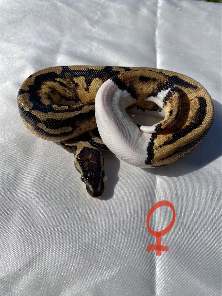 Ball Pythons (Racks, Thermostats Included)