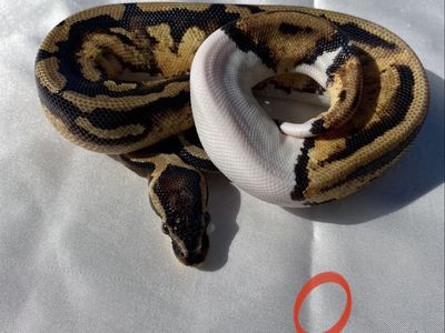 Ball Pythons (Racks, Thermostats Included)