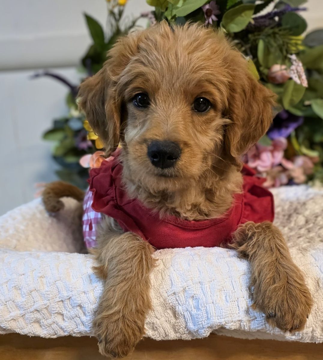 Red Female Goldendoodle Puppy