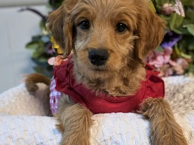 Red Female Goldendoodle Puppy