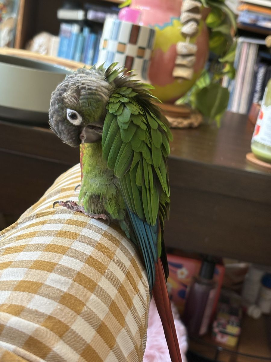 Green Cheek Conure