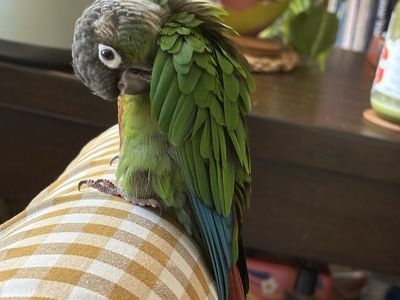 Green Cheek Conure