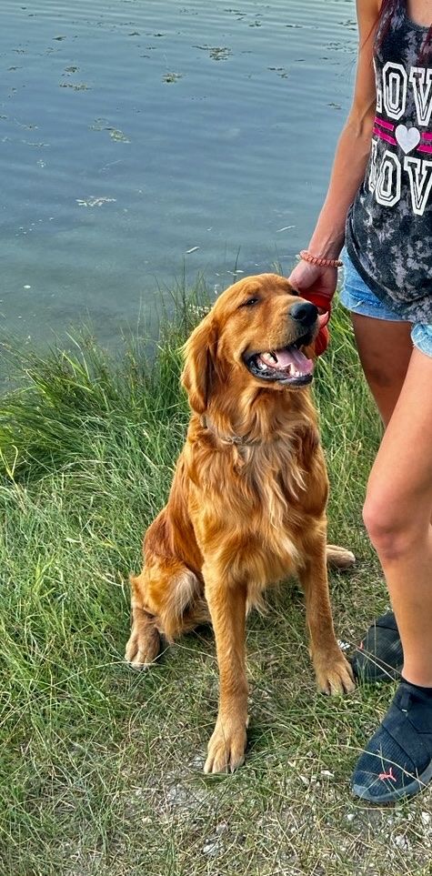 AKC OFA DNA DARK RED GOLDEN RETRIEVER FOR STUD