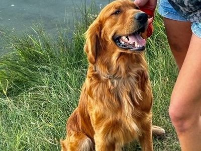 AKC OFA DNA DARK RED GOLDEN RETRIEVER FOR STUD