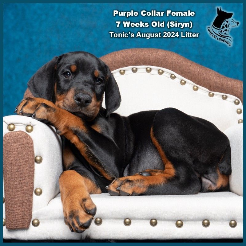 HEALTHY European AKC Doberman Puppies – OFA Health Tested Parents!