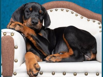 HEALTHY European AKC Doberman Puppies – OFA Health Tested Parents!