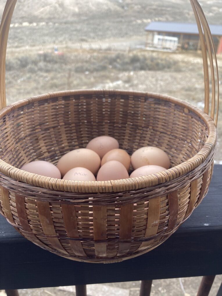 Soon To Have Chicks!!