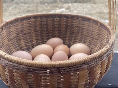 Soon To Have Chicks!!