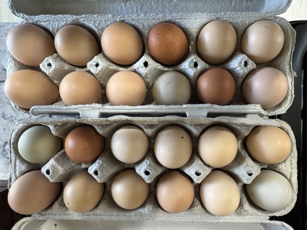 Backyard Chicken Eggs