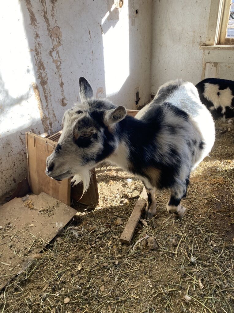 Female Nigerian Dwarf Goat