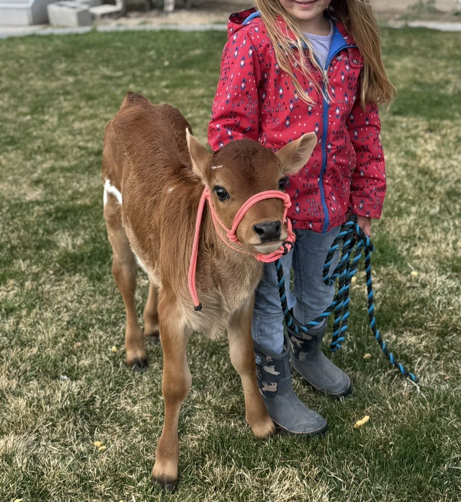 Miniature Jersey Cross Bull Calf