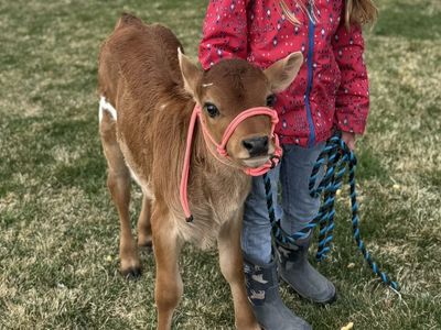 Miniature Jersey Cross Bull Calf