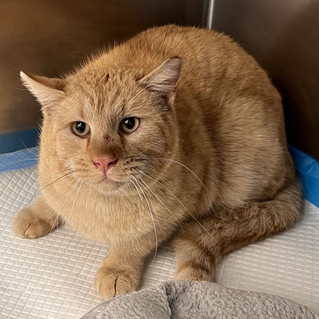 Hello my name is Tony