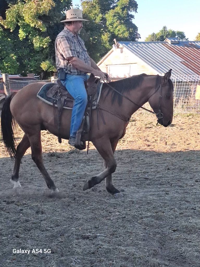 Bay Quarter Horse Gelding