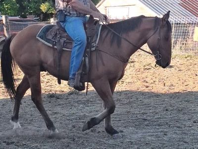 Bay Quarter Horse Gelding