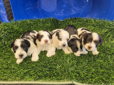 AKC Toy Schnauzers