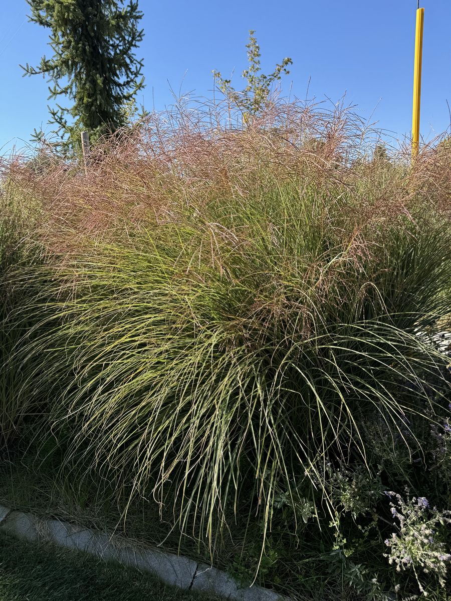 FREE: 3 Large Ornamental Maiden Grasses (You Dig)