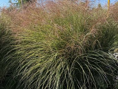 FREE: 3 Large Ornamental Maiden Grasses (You Dig)