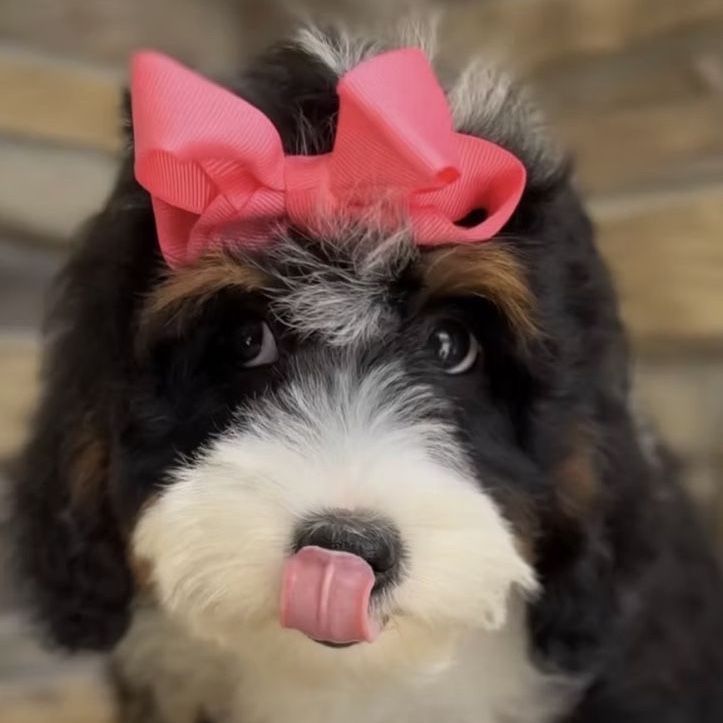 Bernedoodle
