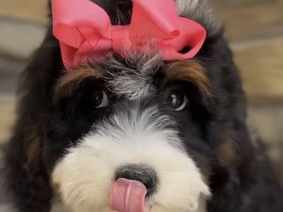 Bernedoodle