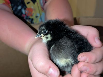 Black copper maran chicks