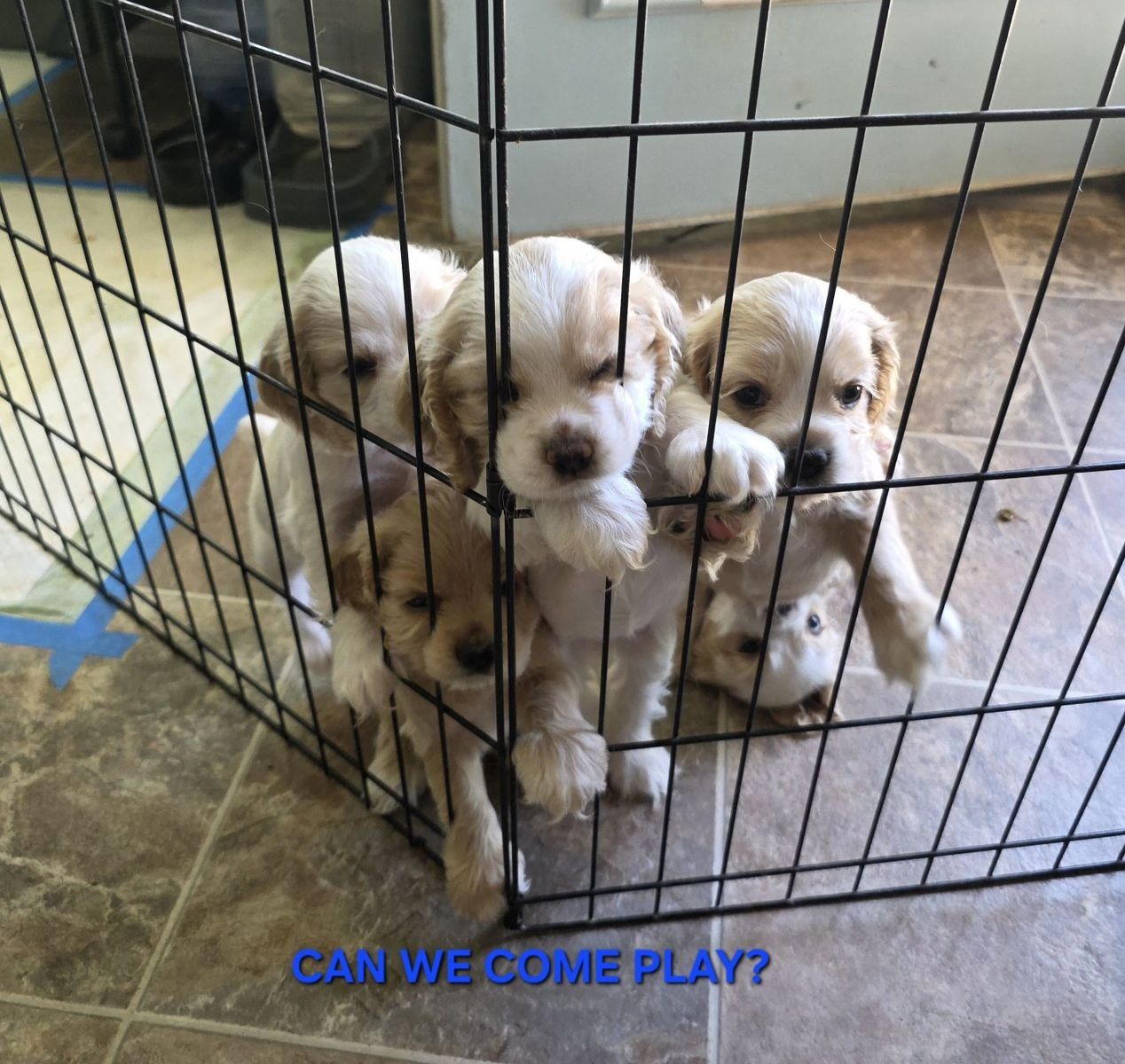 AKC Cocker Spaniel puppies