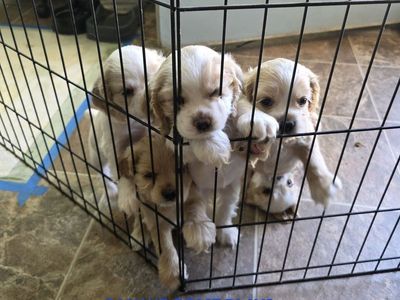 AKC Cocker Spaniel puppies