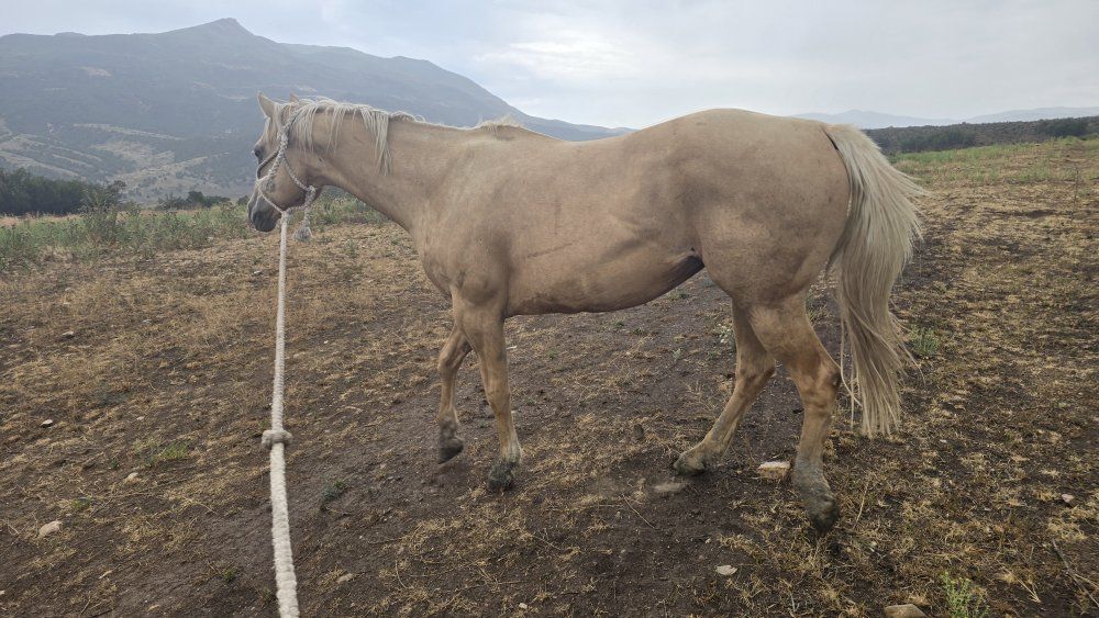 Palomino Horse with Rope Halter