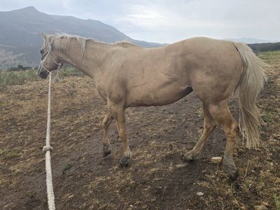 Palomino Horse with Rope Halter