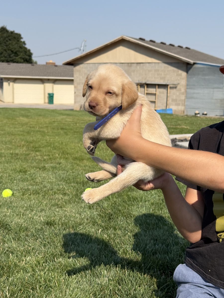 AKC Labrador Retriever Puppies