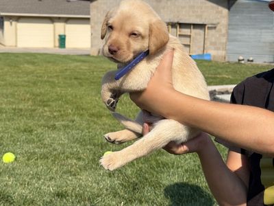 AKC Labrador Retriever Puppies