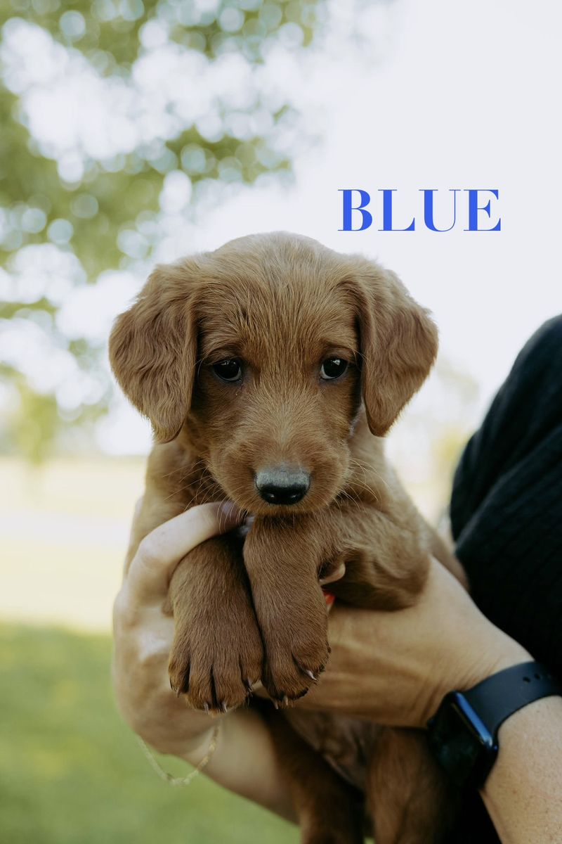 Adorable F1 Red Labradoodle Puppies Ready for Their Forever Homes!