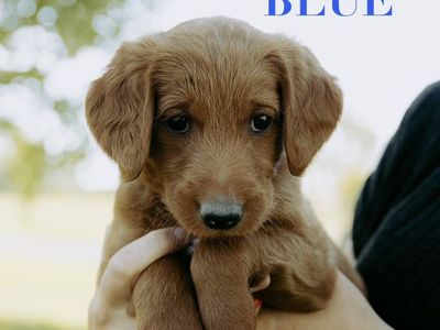 Adorable F1 Red Labradoodle Puppies Ready for Their Forever Homes!
