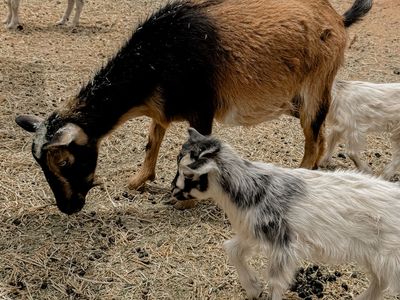 Family Of 3 (Doe & 2 Bucklings)
