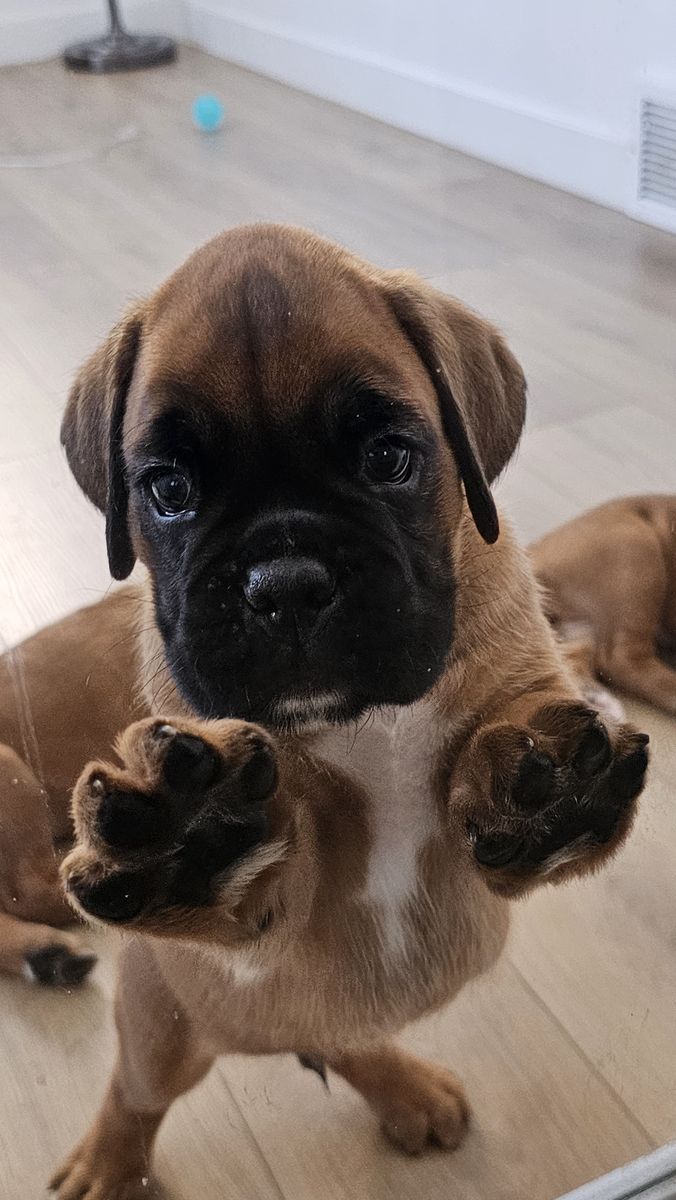 AKC European Boxers