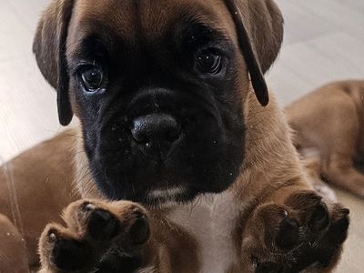AKC European Boxers