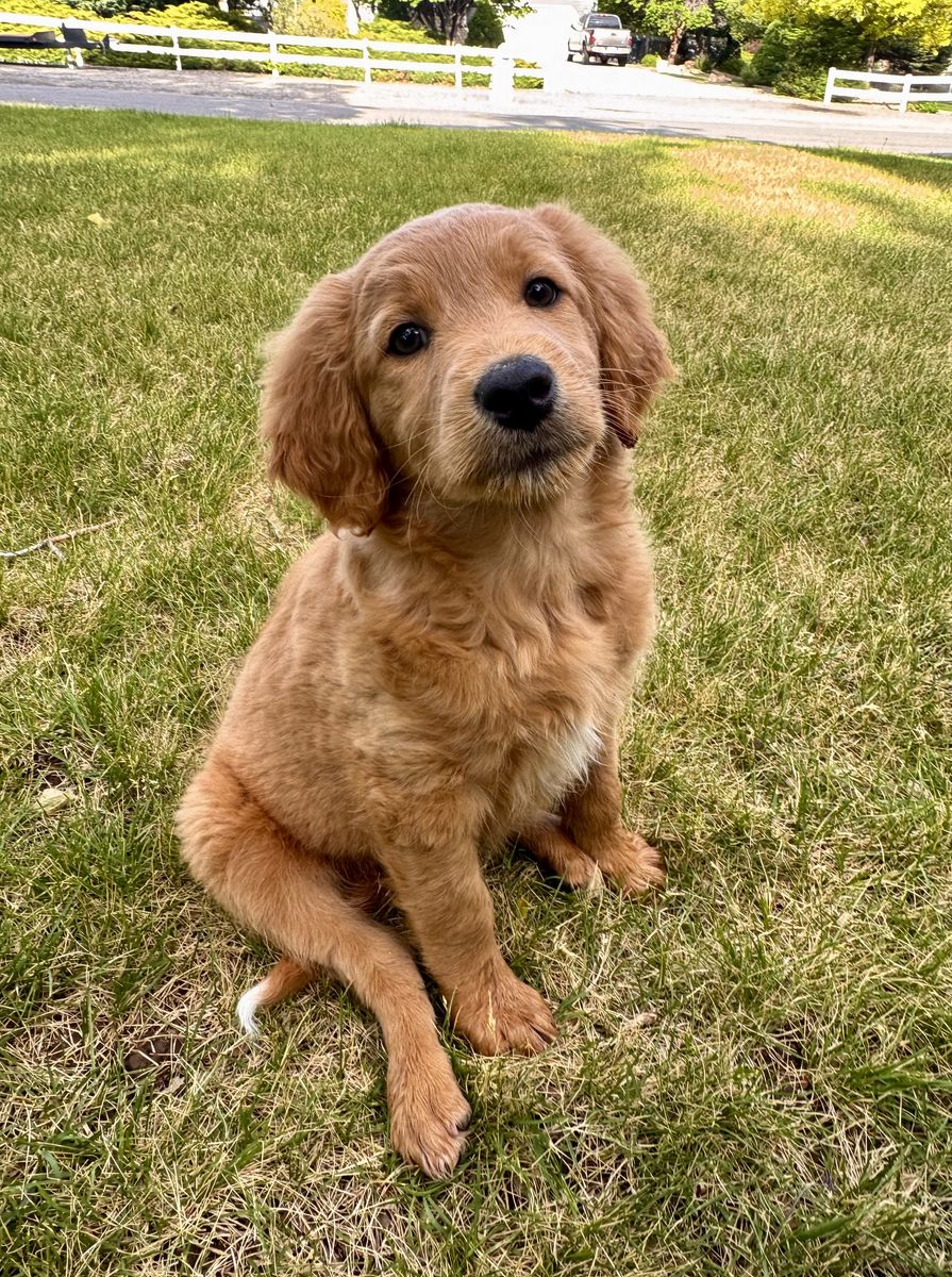 Labradoodle Mix Puppies – Ready for Their New Homes!