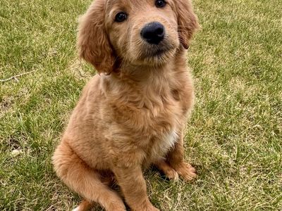 Labradoodle Mix Puppies – Ready for Their New Homes!