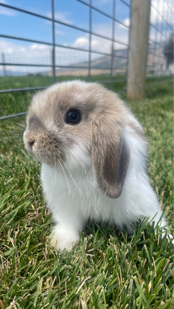 Mini holland lop