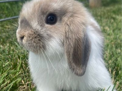 Mini holland lop