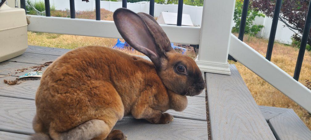 Rex Rabbit